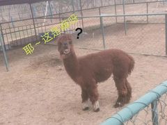 -秦皇岛野生动物园