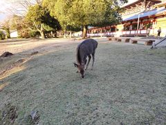 -奈良公园