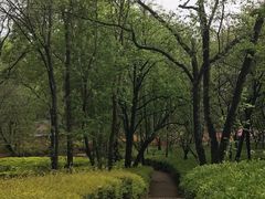 -昆明植物园