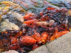 -中铁花水湾温泉酒店(大邑店)