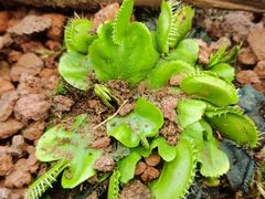-石家庄市植物园
