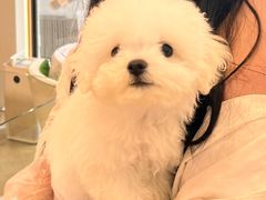 -翊宠yipet猫狗购宠庄园犬舍•猫舍