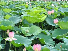 -资政大夫祠