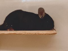 -龙猫仔乐园(惠福东路店)