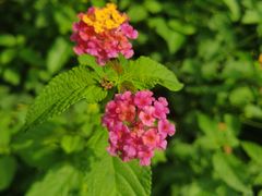 -广西壮族自治区药用植物园