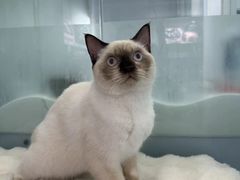 -爱洗澡的猫(望京店)