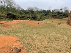 -海南热带野生动植物园