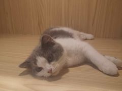 -屋虎猫馆(宝安大仟里店)