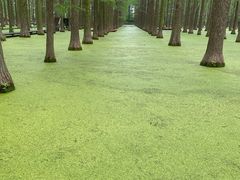 -渌洋湖湿地公园
