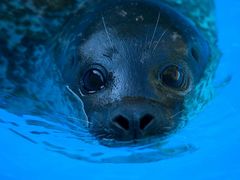 -多彩贵州城极地海洋世界