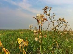 iphone_upload_pic-翡翠岛