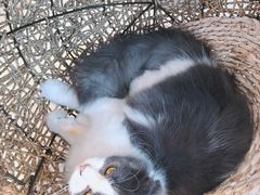 -飞行喵MR PILOT|猫舍·猫咖(静安大融城店)