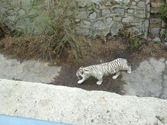 android_upload_pic-西安秦岭野生动物园