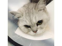 -佳怡动物医院·平价24小时·猫专科骨外科