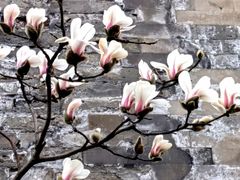 -东华门大街小区