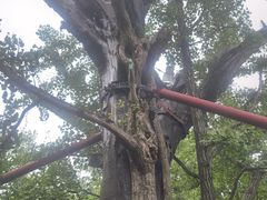 -上海佘山国家森林公园天马山园