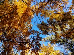 -三里屯东五街银杏大道