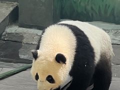 -中国大熊猫保护研究中心雅安碧峰峡基地