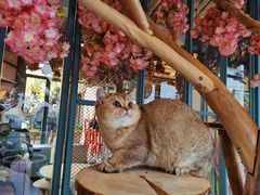 -喵屿·大理花园猫咖