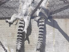 -青藏高原野生动物园