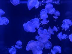 -成都浩海立方海洋公园