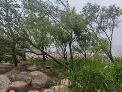 -吴淞炮台湾湿地森林公园烧烤区