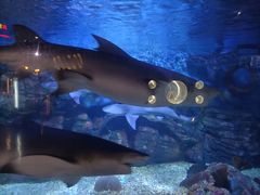 -烟台海昌鲸鲨海洋公园