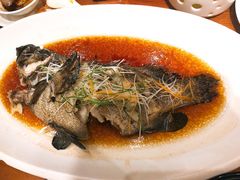 清蒸青斑鱼-頂好酒家·经典粤菜(海信广场店)