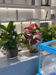 -吉艺心专业美发造型