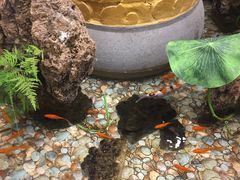 -万荣烤鸭店·北京菜(天坛店)