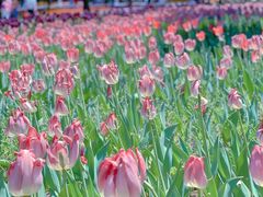 -长春公园(普阳街道)