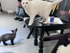 -琪喵猫屋·撸猫猫咖·猫舍