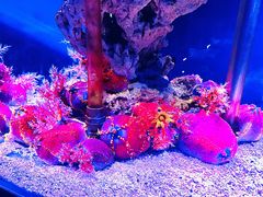 -太平洋海底世界