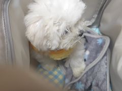 -瑞派宠物医院·24h·骨外科·皮肤科·全科宠物医疗转诊中心(沈阳浑南院)