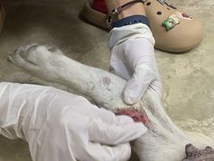 -美联众合动物医院·24h转诊中心