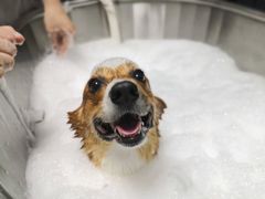 -Oh My Dog宠物沙龙(伊珊娜皮毛护理店)