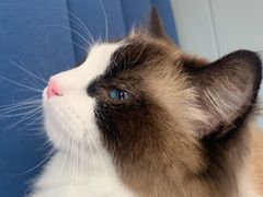 -伟伟宠物医院·瑞派猫友好医院·猫科(光谷店)