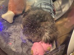 -翊宠yipet猫狗购宠庄园犬舍•猫舍