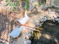 -丽泽山庄·生态怀柔菜·虹鳟鱼(红螺寺店)