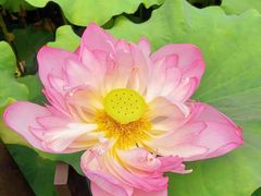 -陈家山荷花公园