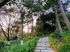 -铁山坪森林公园