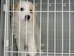 -翊宠yipet猫狗购宠庄园犬舍•猫舍