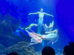 -江和美海洋公园