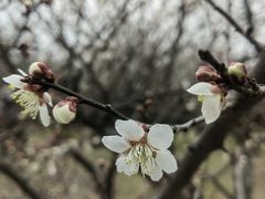 -香雪海