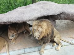 -北京野生动物园