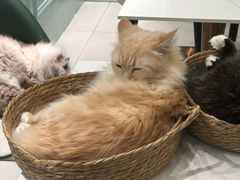-安格丽娜·狗咖·猫咖羊驼咖(春熙路百盛商场店)