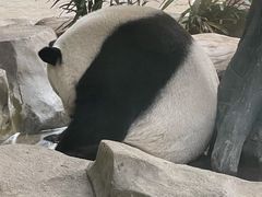 -灵玲国际马戏城