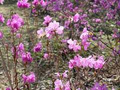 -黑龙江省森林植物园