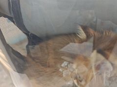 -贝康宠物医院·犬猫全科·小动物特色诊疗中心(东环路店)
