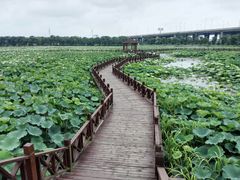 -荷塘月色湿地公园·向阳花洲